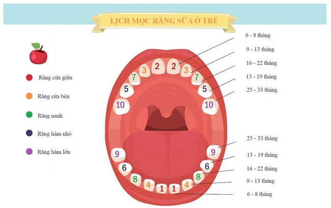 Quá trình mọc răng của trẻ diễn ra như thế nào